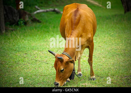 Veau vache rouge animal enfant ferme agriculture Banque D'Images