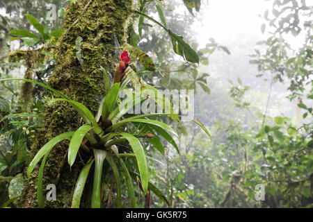 La floraison des broméliacées dans la jungle, forêt nuageuse de Monteverde, Costa Rica Amérique Centrale Banque D'Images