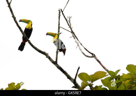 Une paire de quille facturés des toucans Ramphastos sulfuratus ( ), dans un arbre, Parque Hotel, Costa Rica, Amérique Centrale Banque D'Images