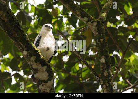 Le faucon blanc ( Pseudastur albicollis ), un oiseau de proie, Costa Rica, Amérique Centrale Banque D'Images