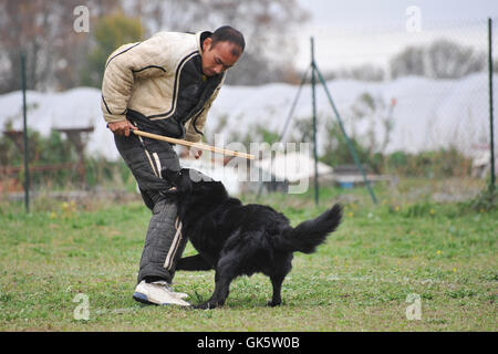 Animaux sport sports Banque D'Images