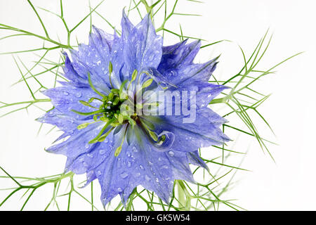 Nigelle (Nigella damascena) Banque D'Images