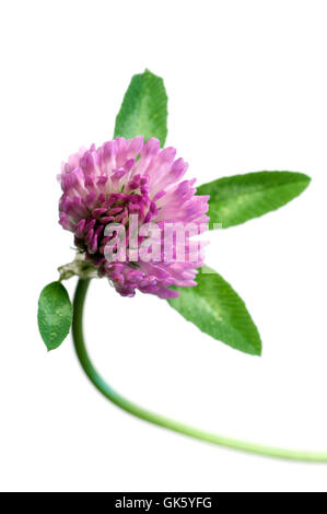 Fleur de trèfle sur fond blanc, Close up Banque D'Images
