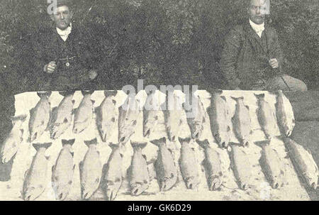 Vingt-quatre truites arc-en-ciel, pesant en moyenne 7,14 lb chacune, ont été capturées à l'aide de deux cannes dans le district de Rotorua, une zone populaire pour la pêche à la truite en Nouvelle-Zélande. Banque D'Images