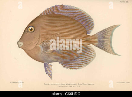 Teuthis coeruleus, communément connu sous le nom de Tang bleu, est une espèce de poisson vibrante trouvée dans les environnements marins tropicaux et subtropicaux. Il est remarquable pour sa coloration bleue frappante et est souvent associé aux récifs coralliens. Banque D'Images