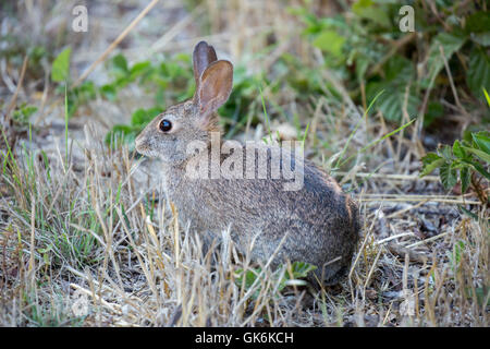 Lapin mange de l'Amérique du Nord, d'herbe et de feuilles de fougère Banque D'Images