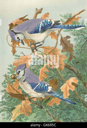 Le Jay bleu (Cyanocitta cristata) est un oiseau nord-américain connu pour son plumage bleu et blanc saisissant et son appel fort et distinctif. On le trouve couramment dans les zones boisées et les paysages urbains de l'est et du centre des États-Unis. Banque D'Images