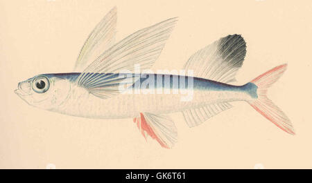 L'illustration de Parexocoetus brachypterus (Solandre), communément appelé Malolo, montre cette espèce de poisson unique en détail. L'œuvre met en évidence ses caractéristiques anatomiques, contribuant à l'étude scientifique de la vie marine dans des contextes historiques. Banque D'Images