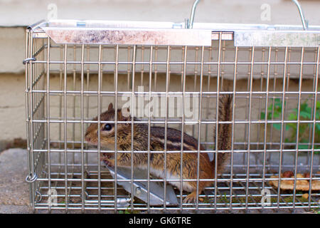 En chipmunk piège sans cruauté des animaux Banque D'Images