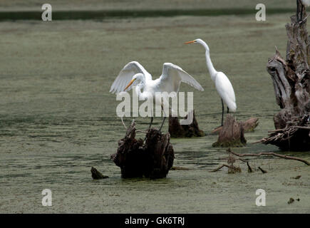 Grande aigrette blanche perchée sur les souches d'arbre dans l'étang Banque D'Images