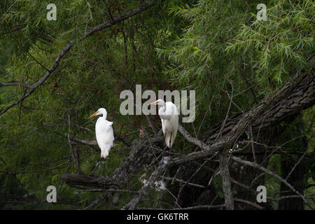Paire de grandes aigrettes blanches perches dans tree Banque D'Images