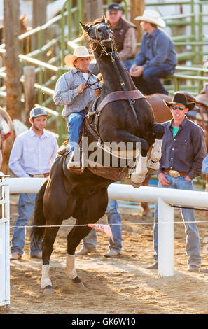 Rodeo Cowboys à cheval en compétition dans l'événement du bouvillon, Chaffee County Fair & Rodeo, Salida, Colorado, USA Banque D'Images