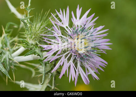 Purple Milk Thistle (Galactites tomentosa) flower Banque D'Images