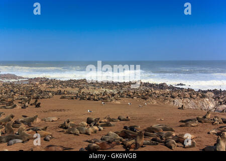 Les otaries à fourrure du Cap sur la plage. Ils mentent et reste sur la plage de Cape Cross. Océan Atlantique Afrique Namibie rugueux. Banque D'Images