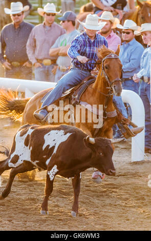 Rodeo Cowboys à cheval en compétition dans l'événement du bouvillon, Chaffee County Fair & Rodeo, Salida, Colorado, USA Banque D'Images