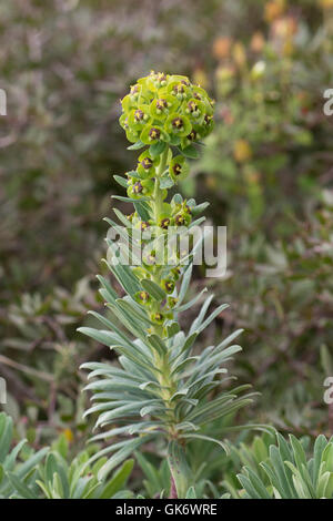 Grande Euphorbe méditerranéenne (Euphorbia characias) flower Banque D'Images