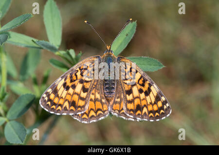 La centaurée noire fritillary (Melitaea phoebe) papillon au soleil sur les feuilles de trèfle Banque D'Images