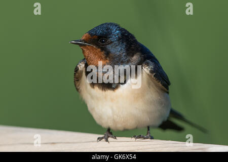 L'hirondelle rustique (Hirundo rustica) Banque D'Images