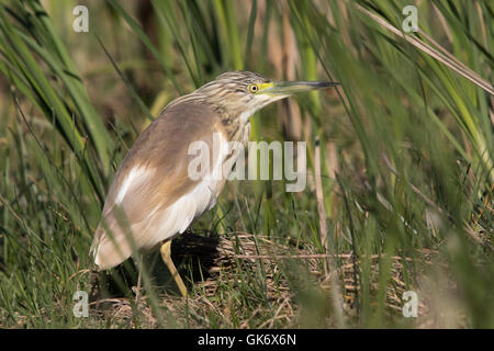 Crabier chevelu (Ardeola ralloides) Banque D'Images