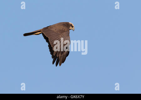 Femme Western Marsh-Harrier (Circus aeruginosus) en vol Banque D'Images