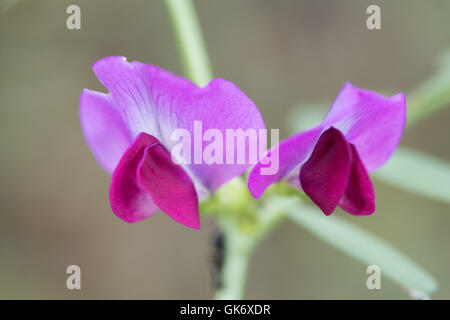 Vesce commune (Vicia sativa) flower Banque D'Images