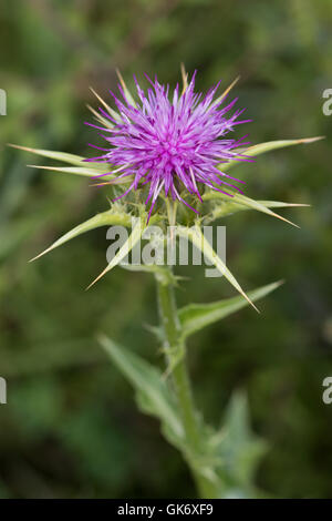 Le chardon-Marie (Silybum marianum) flower Banque D'Images