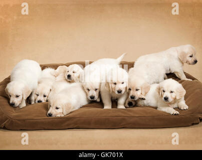 Studio photo de 11 - blanc - beige platine chiots Golden Retriever dans un grand lit de chien. Banque D'Images
