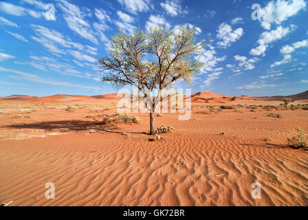 Désert du Namib Banque D'Images