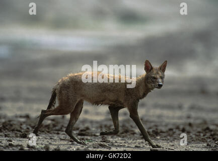 Indian Jackal, Canis aureus indicus, dans la saison chaude, Velavadar National Park, Gujarat, Inde Banque D'Images