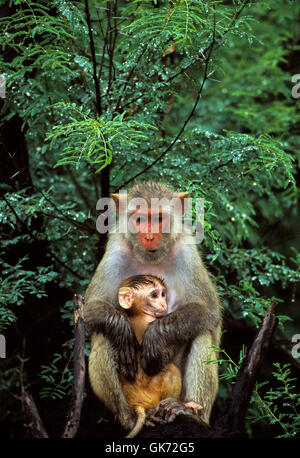 Macaque rhésus Macaca mulatta, nourrisson, avec la mère en arbre, Rajasthan, Inde Banque D'Images