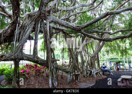 Floride,Sud,Naples,campus de l'hôpital de Naples,jardin de l'espoir et du courage,jardin commémoratif,sanctuaire,jardin des enfants de la famille Dalton,arbres de chêne,annonce adulte Banque D'Images