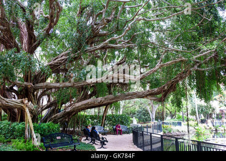 Naples Floride, campus de l'hôpital de Naples, jardin de l'espoir et du courage, jardin commémoratif, sanctuaire, chêne, banc, ombre, adulte, adultes, homme hommes homme, femme femme W Banque D'Images