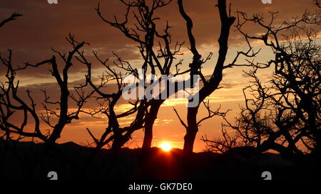 Le noir des branches de bois devant le coucher du soleil Banque D'Images