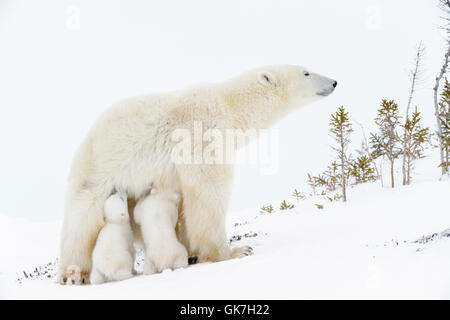 Mère de l'ours polaire (Ursus maritimus) debout, les deux nouveaux nés d'oursons, Parc National de Wapusk, Manitoba, Canada Banque D'Images