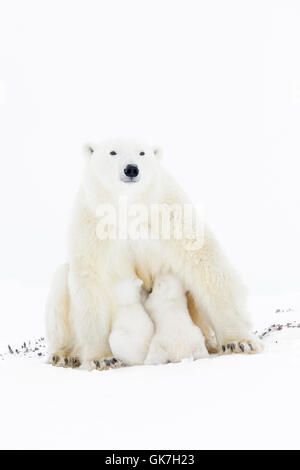 Mère de l'ours polaire (Ursus maritimus), looking at camera, les deux nouveaux nés d'oursons, Parc National de Wapusk, Manitoba, Canada. Banque D'Images