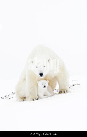 Mère de l'ours polaire (Ursus maritimus) assis, looking at camera, avec new born cub, Parc National de Wapusk, Manitoba, Canada Banque D'Images