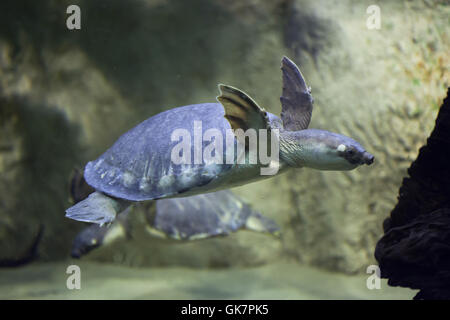 Tortue à nez de cochon (Carettochelys insculpta), également connu sous le nom de la tortue de la rivière Fly. Des animaux de la faune. Banque D'Images