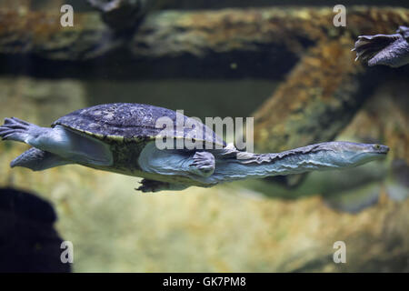 La Siebenrock tortue serpent (Chelodina siebenrocki). Des animaux de la faune. Banque D'Images