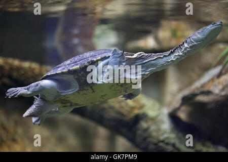 La Siebenrock tortue serpent (Chelodina siebenrocki). Des animaux de la faune. Banque D'Images