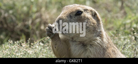 Lawton, Oklahoma, USA. Nov 8, 2016. Un chien de prairie parcourt le Wichita Mountains. Créé en 1901, Wichita Mountains Wildlife Refuge près de Lawton, Oklahoma, est une des plus de 556 refuges gérés à travers les États-Unis. Les 59 020 acres refuge accueille une pièce rare du passé. Le refuge offre un habitat pour les grands herbivores indigènes comme le bison d'Amérique, Rocky Mountain Elk et le cerf de Virginie. Bovins Texas Longhorn partagent également le refuge de parcours comme un héritage culturel et historique des espèces. Lorsque le président Teddy Roosevelt voulait réintroduire le bison à l'état sauvage, il mov Banque D'Images