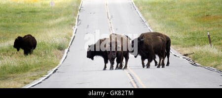 Lawton, Oklahoma, USA. Nov 8, 2016. Les buffles se rassembleront sur la route dans les montagnes de Wichita. Créé en 1901, Wichita Mountains Wildlife Refuge est l'un des plus de 556 refuges gérés à travers les États-Unis. Les 59 020 acres refuge accueille une pièce rare du passé. Le refuge offre un habitat pour les grands herbivores indigènes comme le bison d'Amérique, Rocky Mountain Elk et le cerf de Virginie. Bovins Texas Longhorn partagent également le refuge de parcours comme un héritage culturel et historique des espèces. Lorsque le président Teddy Roosevelt voulait réintroduire le bison à l'état sauvage, il s'est déplacé le bison Banque D'Images