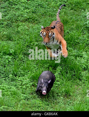 Longyan, province du Fujian en Chine. Août 19, 2016. Un tigre de Chine du Sud d'une chasse au sanglier, un centre d'élevage dans la réserve naturelle des Montagnes Meihua dans la ville de Longyan, province du Fujian du sud-est de la Chine, le 19 août 2016. Meihua montagnes sont connus sous le nom de la maison de la mer de Chine Tiger, une des régions les plus menacées. La réserve naturelle a été créé conformément à un programme de retour le South China Tiger à la nature en 1998. Credit : Wei Peiquan/Xinhua/Alamy Live News Banque D'Images