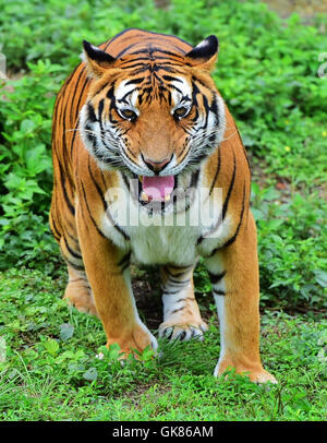 Longyan, province du Fujian en Chine. Août 19, 2016. Un tigre de Chine du Sud est vue à un centre d'élevage dans la réserve naturelle des Montagnes Meihua dans la ville de Longyan, province du Fujian du sud-est de la Chine, le 19 août 2016. Meihua montagnes sont connus sous le nom de la maison de la mer de Chine Tiger, une des régions les plus menacées. La réserve naturelle a été créé conformément à un programme de retour le South China Tiger à la nature en 1998. Credit : Wei Peiquan/Xinhua/Alamy Live News Banque D'Images