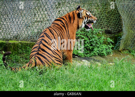 Longyan, province du Fujian en Chine. Août 19, 2016. Un tigre de Chine du Sud est vue à un centre d'élevage dans la réserve naturelle des Montagnes Meihua dans la ville de Longyan, province du Fujian du sud-est de la Chine, le 19 août 2016. Meihua montagnes sont connus sous le nom de la maison de la mer de Chine Tiger, une des régions les plus menacées. La réserve naturelle a été créé conformément à un programme de retour le South China Tiger à la nature en 1998. Credit : Wei Peiquan/Xinhua/Alamy Live News Banque D'Images