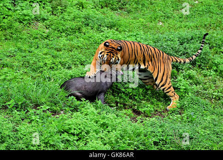 Longyan, province du Fujian en Chine. Août 19, 2016. Un tigre de Chine du Sud d'une chasse au sanglier, un centre d'élevage dans la réserve naturelle des Montagnes Meihua dans la ville de Longyan, province du Fujian du sud-est de la Chine, le 19 août 2016. Meihua montagnes sont connus sous le nom de la maison de la mer de Chine Tiger, une des régions les plus menacées. La réserve naturelle a été créé conformément à un programme de retour le South China Tiger à la nature en 1998. Credit : Wei Peiquan/Xinhua/Alamy Live News Banque D'Images