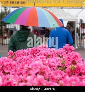 Southport, Merseyside, Météo France. 19 août, 2016 Les précipitations sur Flower Show foule le 2ème jour de la 48e assemblée annuelle extravagance floral. En dépit de l'augmentation de la tempête de vent et les détenteurs de billets conditions a continué à profiter du spectacle et du divertissement en dépit de prévisions de vents de force de tempête plus tard dans la journée. Credit : MediaWorldImages/Alamy Live News Banque D'Images