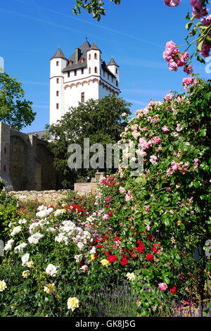 Château électoral à Eltville Banque D'Images