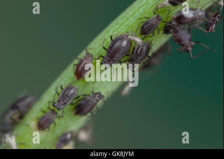 Les pucerons oignon (Neotoxoptera formosana) sur la ciboulette Banque D'Images