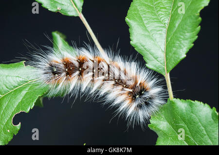 'Hairy Mary' (caterpillar Anthela varia) sur apple tree Banque D'Images