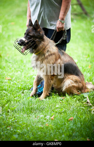 chien de compagnie de commandement Banque D'Images